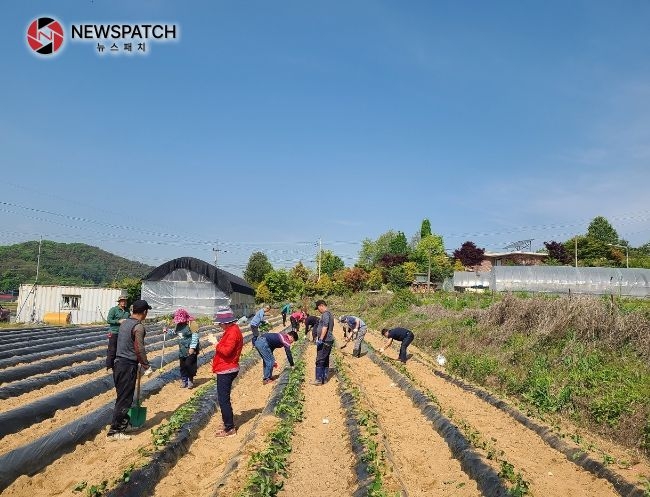 안성시 삼죽면 농업경영인회, 고구마 심기 행사 진행