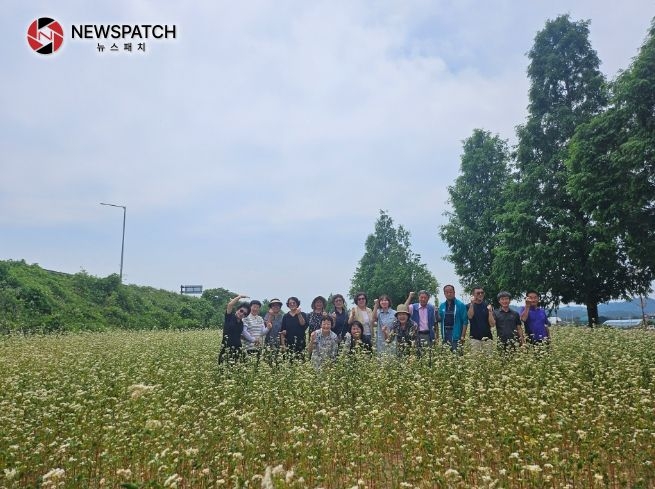 안성시 고삼면 주민자치위원회, 4,950㎡ 순백의 메밀꽃밭 조성